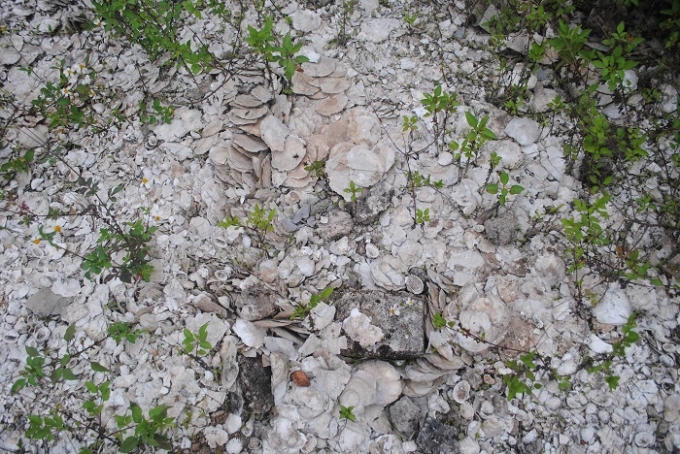 Có thể dễ dàng tìm thấy nhiều loại xác sò, huyết tại Di chỉ khảo cổ học Cồn Điệp (ảnh Duy Ngợi)