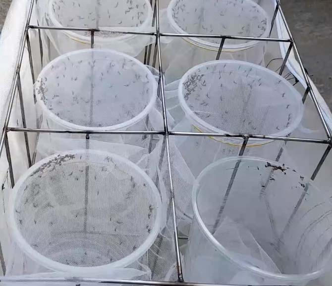 Muỗi mang vi khuẩn Wolbachia được thả tại xã Vĩnh Lương, TP Nha Trang.