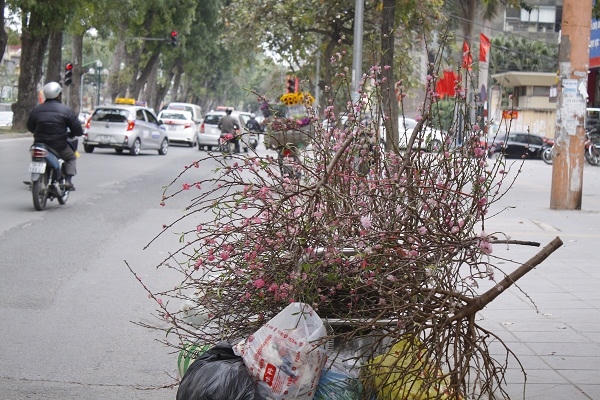 Hình ảnh những cành đào, cây đào chất lên thành đống hoặc cắm trên các xe rác.
