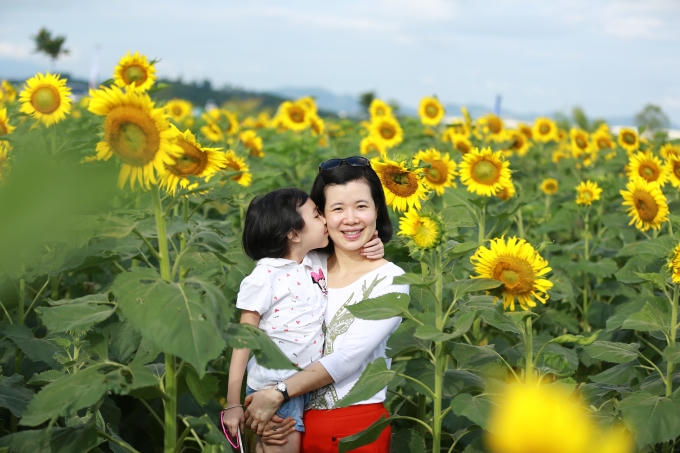 Tình yêu của con trên cánh đồng hoa mặt trời.