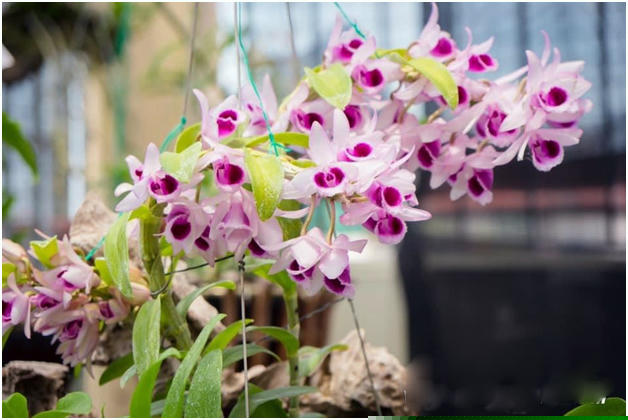 Chậu Cửu Long cao phong đẹp nức tiếng.