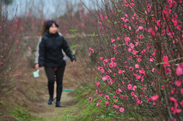 Đã có rất đông người tìm đến làng đào Nhật Tân để mua đào chơi trước Tết. Những cành nhỏ có giá dao động vào khoảng 100.000-200.000 đồng, có cành lên tới 500.000 đồng.