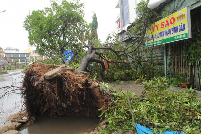 Nhiều cây cổ thụ lâu năm bị gió quật bật gốc.