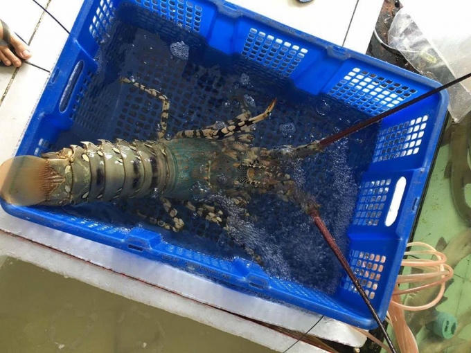 Theo anh Đức, toàn bộ nguyên liệu đều tươi ngon và được thu mua từ Cà Mau, Hậu Giang và Long An