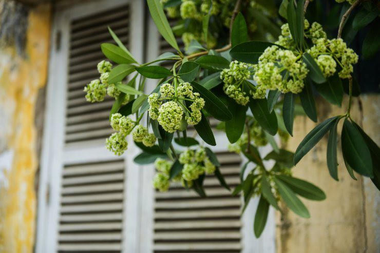 Khoảng khắc mùa thu Hà Nội níu chân du khách
