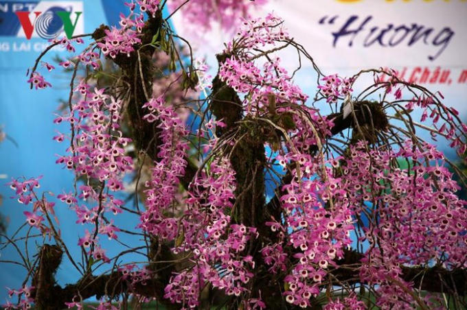 Sáng 23/3, tại thành phố Lai Châu triển lãm hoa lan rừng thường niên được tổ chức với sự tham gia của hàng chục chủ trại lan, với hàng trăm giò lan quý