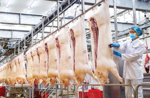 Không lo thiếu thịt lợn,