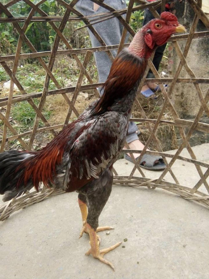 Chú gà chọi đang đợi xung trận.