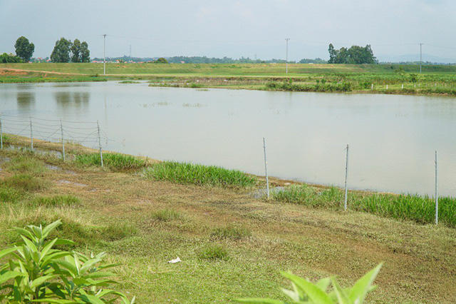 Tại km36 đoạn hướng từ Hà Nội đi Lào Cai (thuộc địa phận tỉnh Vĩnh Phúc), người dân phá hàng chục mét rào lưới để lấy lối cho gia súc qua lại.