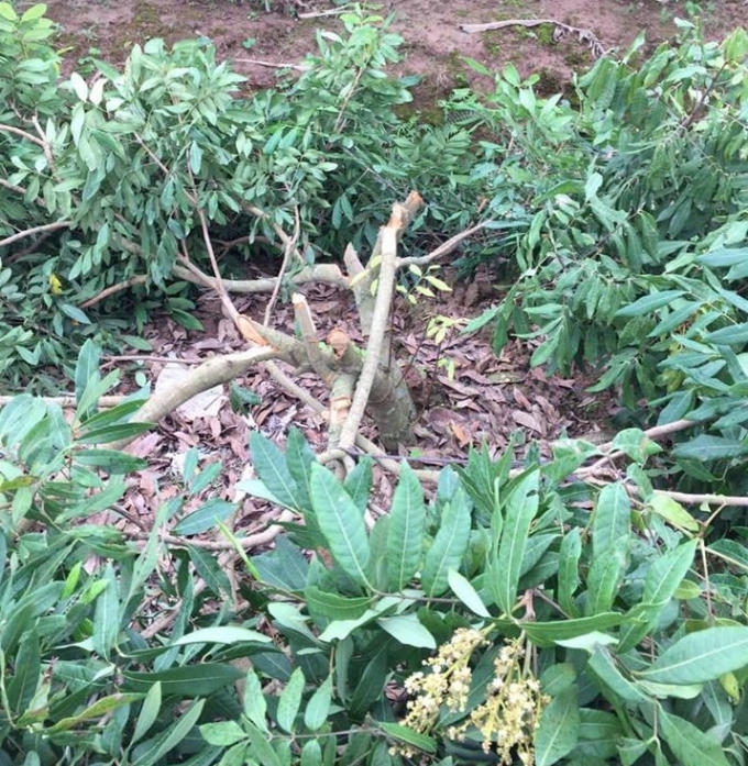 Những cây nhãn đang ra hoa đậu quả nhà ông Mùi bị kẻ gian chặt phá trong đêm.