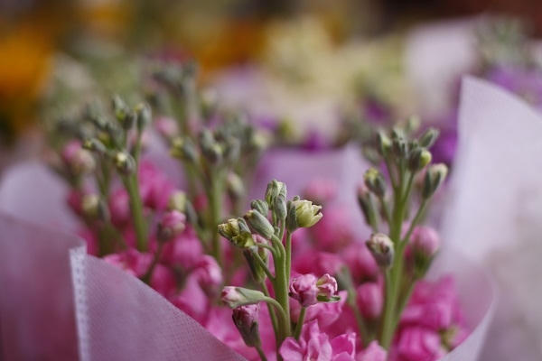 Hà Nội: Rực rỡ sắc hoa chào mừng ngày 8/3