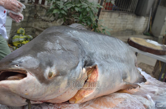 Đại gia H&agrave; Nội xẻ thịt thủy qu&aacute;i 120kg đ&atilde;i kh&aacute;ch ng&agrave;y tết
