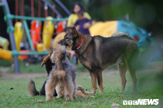 Hầu hết chủ vật nuôi đều chủ quan, lấy lý do chó nhà mình hiền, ít có khả năng gây nguy hiểm nên không cần rọ mõm hoặc đeo xích mà thả rông.