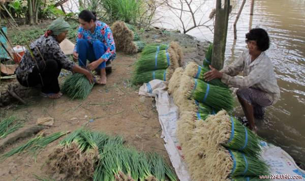Vay được vốn ưu đãi, bà con dân tộc Khmer ở khắp các ấp vùng sâu, vùng xa của tỉnh Sóc Trăng đã đầu tư vào trồng hành tím, mang lại thu nhập cao, hoàn trả nợ, lãi đúng hạn cho Nhà nước.