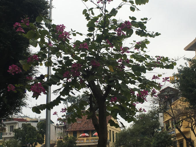 Cây hoa ban có dáng thấp, lá to tròn.