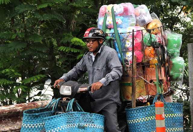 Những ch&uacute; heo v&agrave;ng đ&oacute;n Tết Kỷ Hợi được