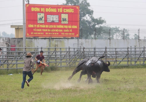 Hội thi trâu khỏe được UBND huyện Phúc Thọ giao 2 đơn vị tư nhân thực hiện.