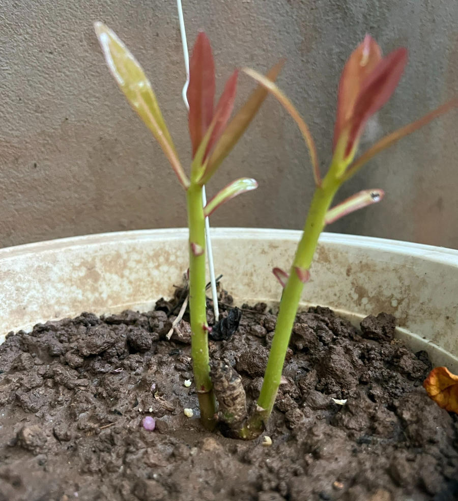 Trái bàng vuông như cũng lựa người để nương, bởi dịp này, thầy Quyết vừa được kết nạp là Hội viên chính thức CLB Tuổi trẻ vì biển đảo Quê hương.