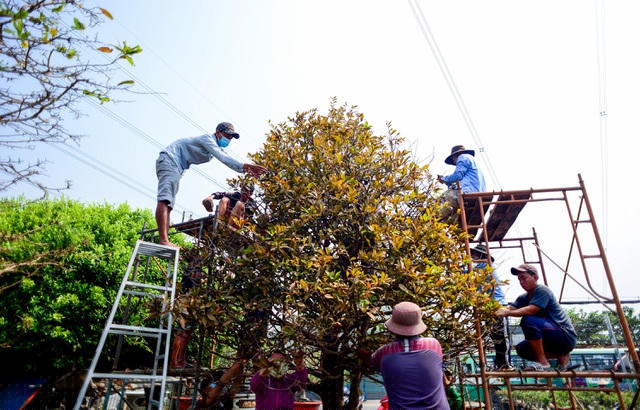 Theo anh Phong, cây mai này đã 100 năm tuổi và đã có người đặt mua nên anh huy động công nhân nhặt lá trong ngày.