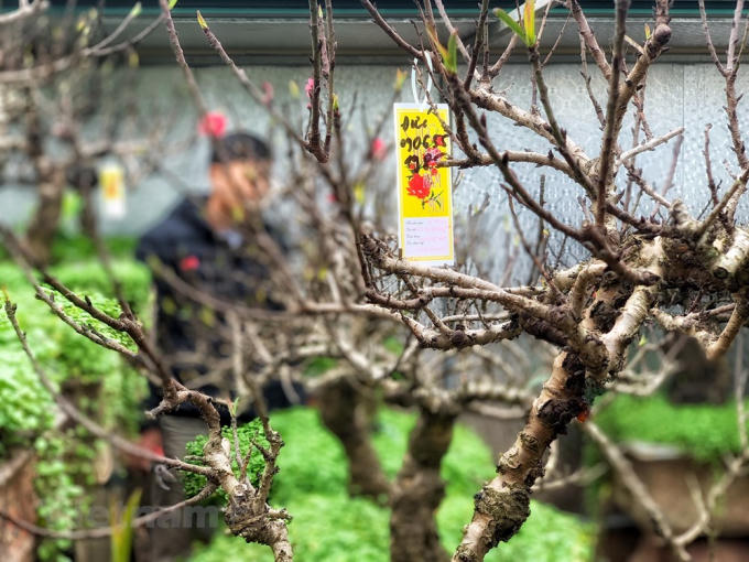 Ngay từ trước Tết cả tháng, những gốc đào Thất thốn của anh đã tìm được 'chủ nhân.' (Ảnh: Tố Linh/Vietnam+)
