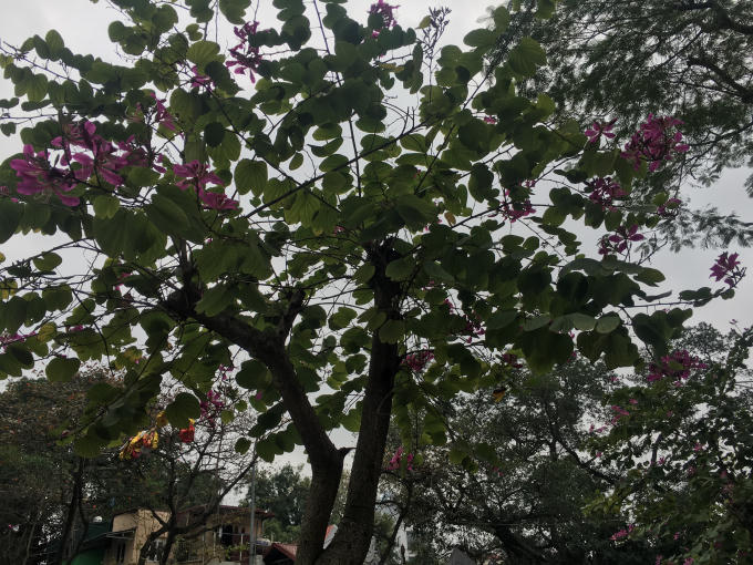 Hoa ban là đặc trưng của miền núi Tây Bắc.