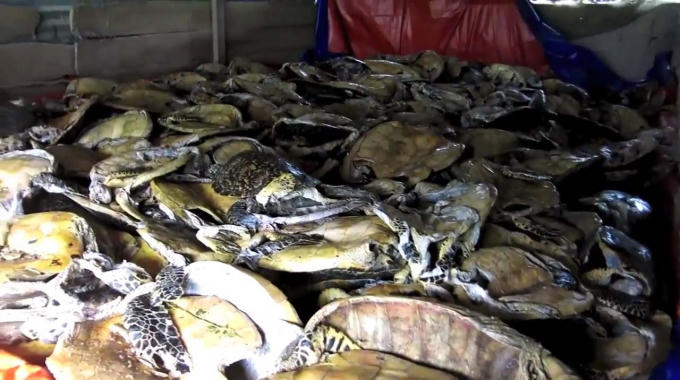 Số lượng rùa " khủng" được Hải cất giấu trong kho.