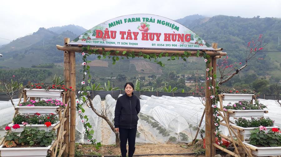 Vườn dâu tây nằm ngay ven đường thu hút mọi người dừng chân trải nghiệm