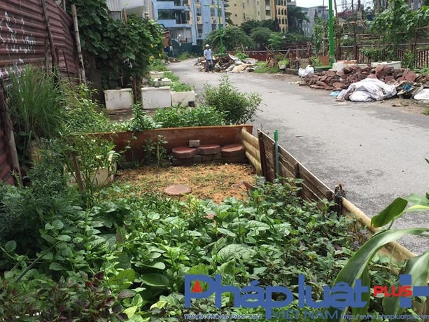 Những luống rau được trồng trên vỉa hè trông rất phản cảm