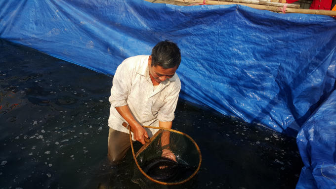 Cá lóc được ông Nhượng kiểm tra thường xuyên.