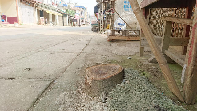 Thêm một xã ở Hà Nội bất ngờ chặt hàng loạt cây xanh