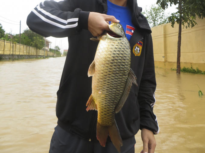 Nhiều con cá nặng trên 1kg.