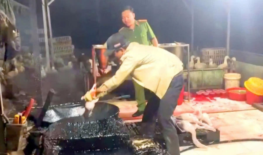 Dung dịch dạng keo màu đen không rõ nguồn gốc, được dùng làm sạch lông măng và lông tơ của vịt.