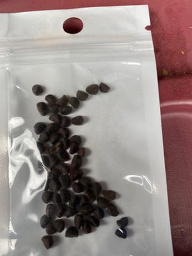Cận cảnh một loại hạt giống bí ẩn gửi từ Trung Quốc (Ảnh: Twitter)