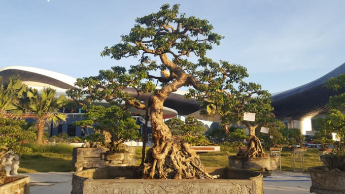 Chiêm ngưỡng những tác phẩm nghệ thuật Bonsai đặc sắc tại hội chợ OCOP Quảng Ninh lần thứ V