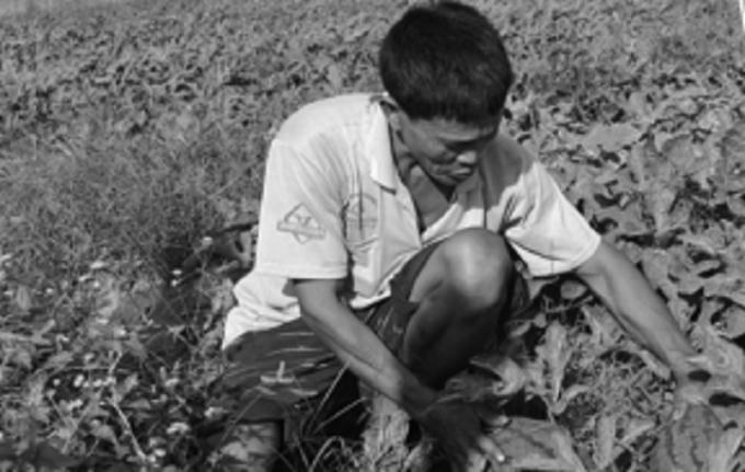 Sau 3 tháng gieo trồng, người trồng dưa bắt đầu lo sợ trước nạn bảo kê.
