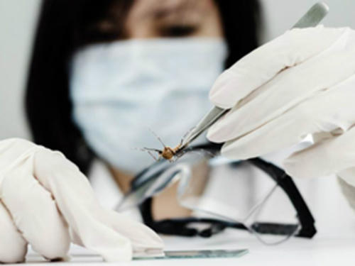 Cuộc chiến chống dịch bệnh do virus Zika vẫn còn nhiều thách thức. Ảnh: siemens