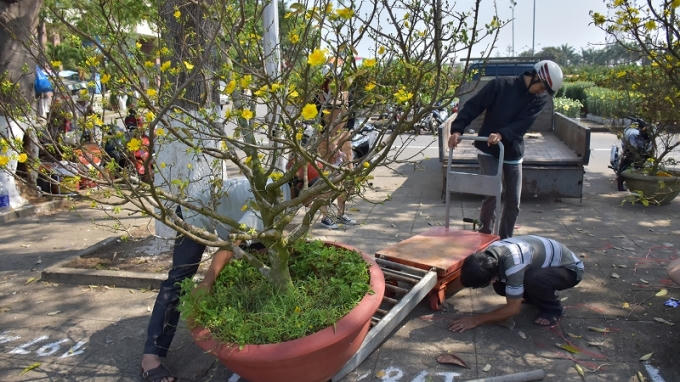 Tiểu thương các tỉnh phía Bắc gom hoa ở Đà Nẵng.