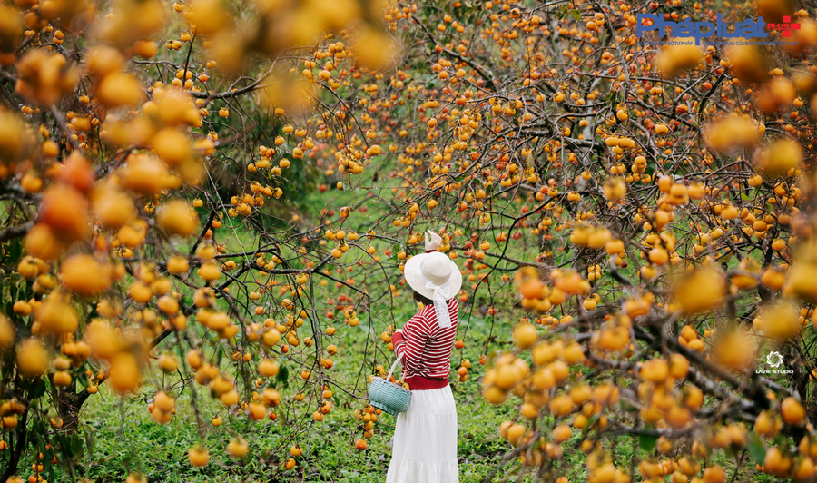 Du khách thích thú hòa mình vào không gian tràn ngập sắc hồng của loại quả đặc trưng vùng Tây Bắc.
