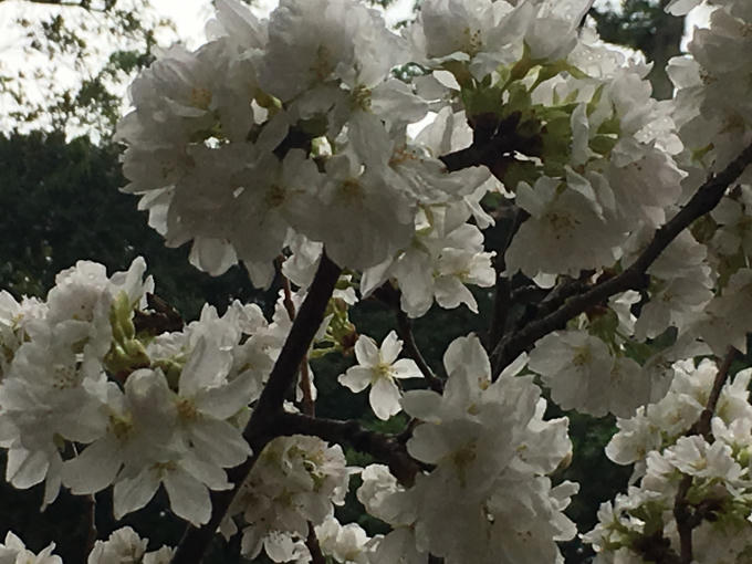 Rực rỡ sắc hoa anh đào tại Hà Nội