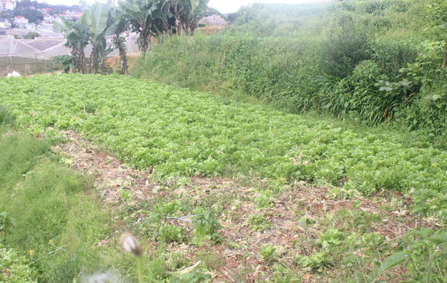 Mưa kéo dài khiến nhiều diện tích rau ngoài trời bị hư hại nên đẩy giá tăng cao