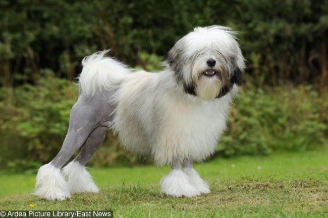 9. Chó Löwchens: Giá 4,800 - 10.000 USD (110 - 230 triệu đồng) Tên loài chó này trong tiếng Đức nghĩa là con sư tử nhỏ. Chúng đã được công nhận là một giống chó từ thời Phục hưng và thậm chí còn được chú ý trong một số bức tranh thời Phục hưng. Nó từng là một con chó cho quý tộc, và ngày nay nó khá hiếm, khiến chúng khá đắt.