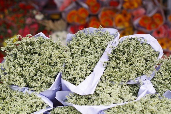 Hoa sao trắng, sao đỏ nhìn rất mộc mạc nhưng cũng không kém phần lãng mạn.