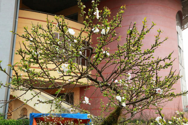 Thời điểm này, dù chưa đến Tết Nguyên đán nhưng những cây mai được trưng bán đã bắt đầu nở những bông hoa trắng tinh, giữa nhụy có điểm màu hồng rất đẹp mắt. Trên các cành mai nụ hoa dày đặc từng cành. Giá mỗi cây mai trắng đắt hay rẻ còn phụ thuộc rất lớn vào nụ, hoa, lá trên từng thân cây.