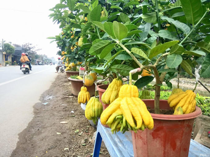 Hàng cây phật thủ.