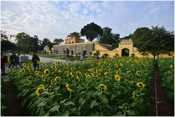 Được biết: vườn hoa hướng dương đã được tập đoàn TH trồng cách đây khoảng 60 ngày, hiện đã nở rộ. Mục đích của việc trồng hoa hướng dương tại khu di tích nhằm tạo một điểm nhấn, một luồng sinh khí mới và thu hút du khách nhân dịp cuối năm.