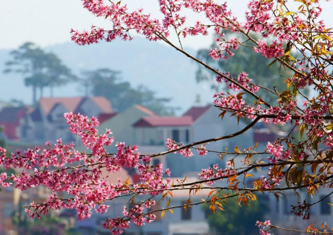 Ảnh Dulichdalat.vn.