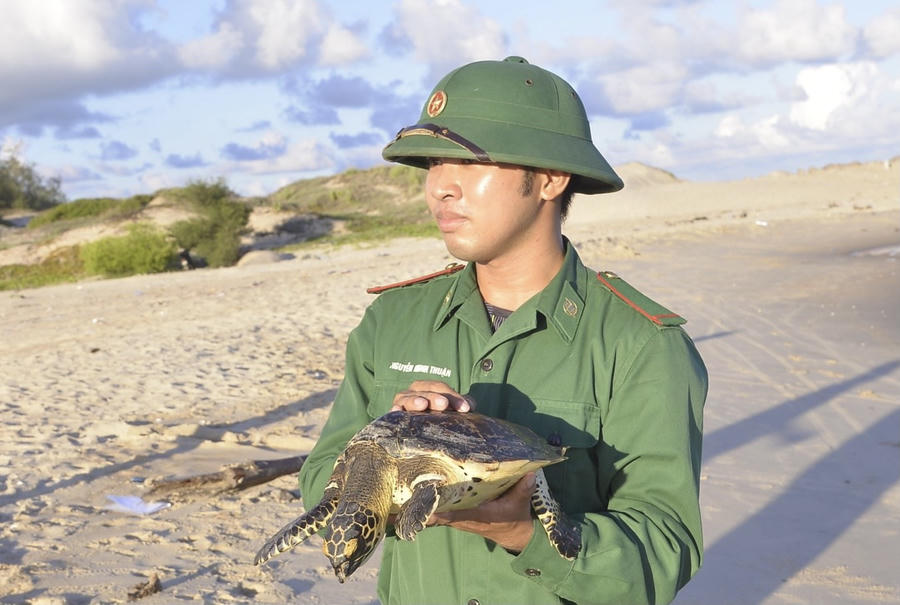 Cá thể đồi mồi 03 kg được thả về môi trường biển