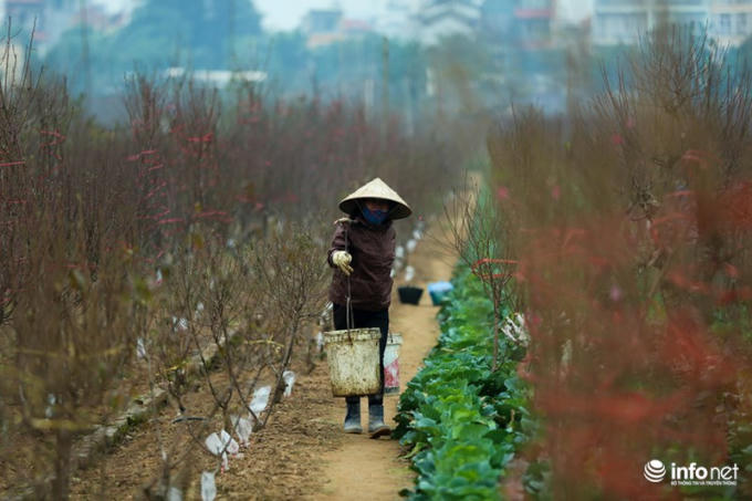 Người trồng đào hối hả chăm sóc đào chuẩn bị đón Tết.