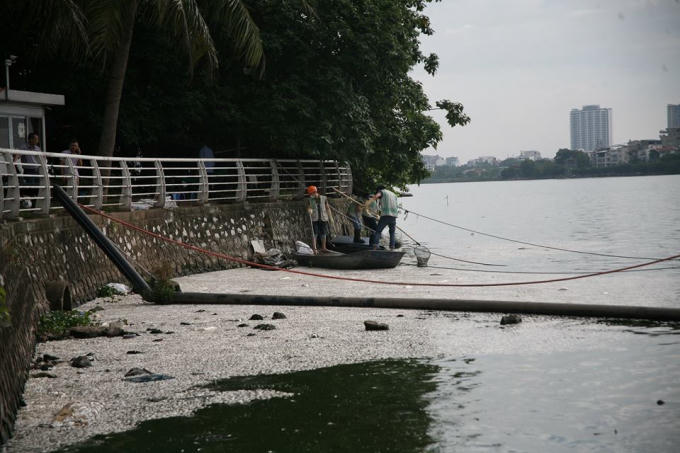 Ngay sau khi có hiện tượng cá chết hàng loạt, Công ty khai thác cá Hồ Tây kiểm tra, thu vớt cá chết và dọn dẹp vệ sinh môi trường.