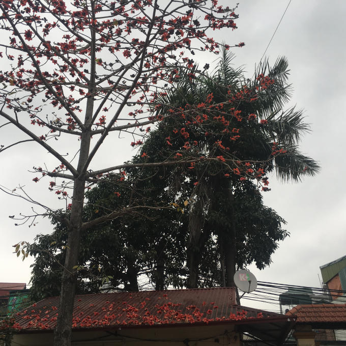 Cây hoa gạo mới được trồng ở đình làng Định Công (Hoàng Mai, Hà Nội). Ảnh: Thị Thủy